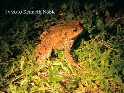 toad by night (Bufo bufo) Kenneth Noble